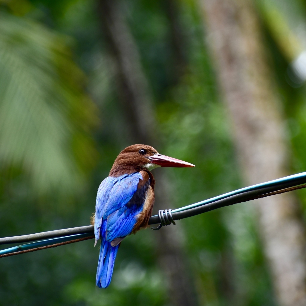 Птица зимородок сидит на проводах