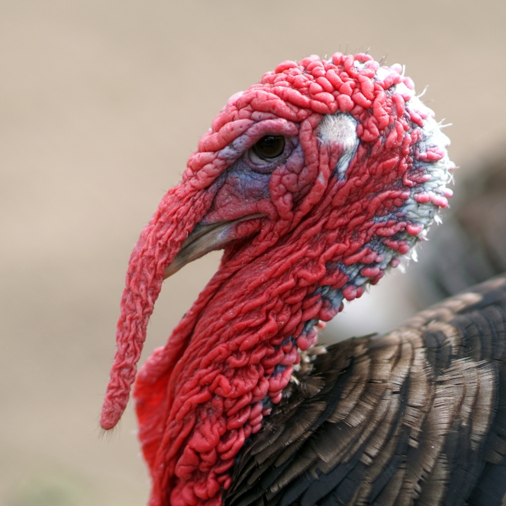 Большой домашний индюк с красной головой