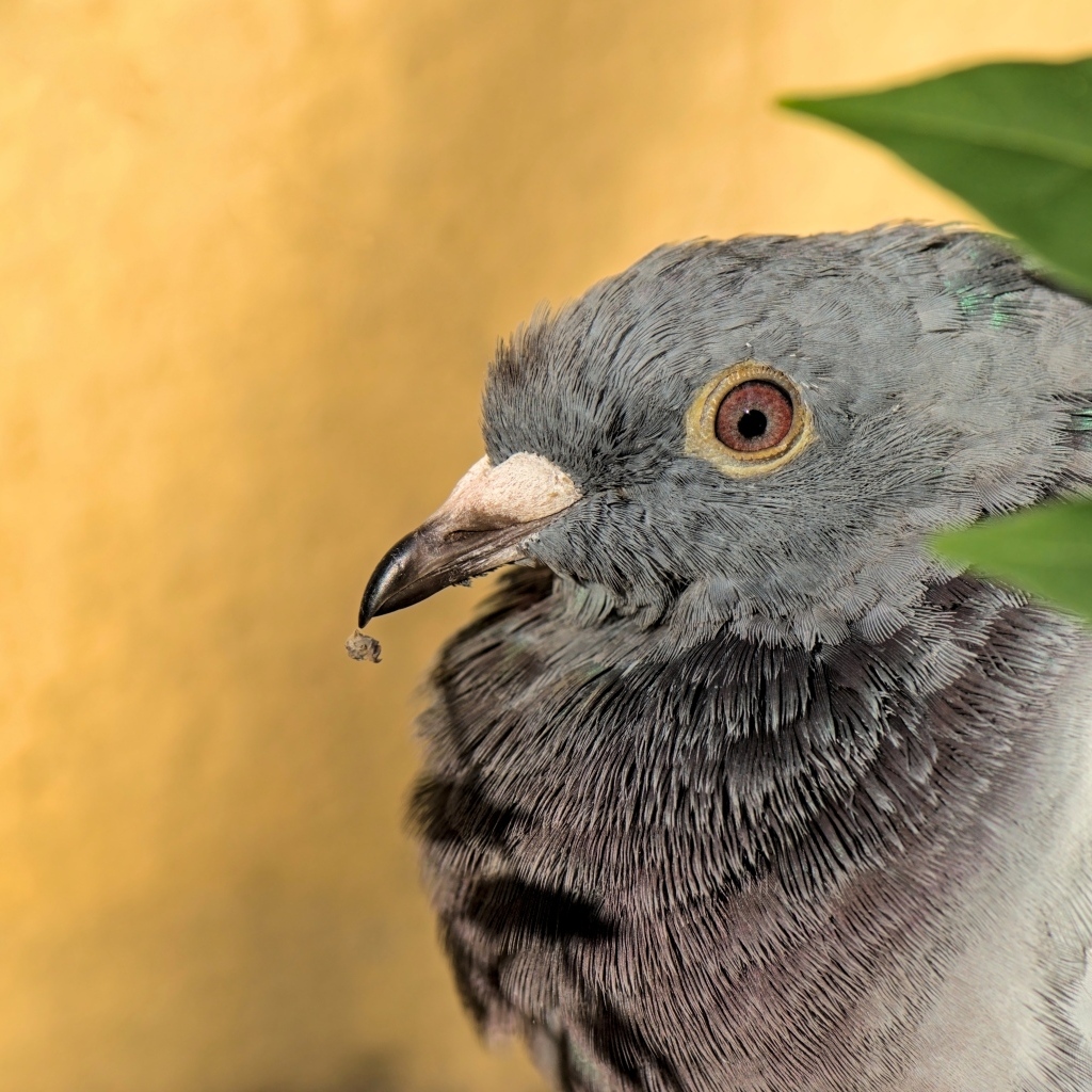 Большой серый голубь с острым клювом