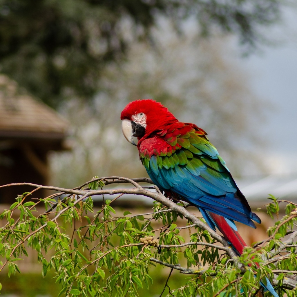 Большой попугай ара сидит на ветке дерева