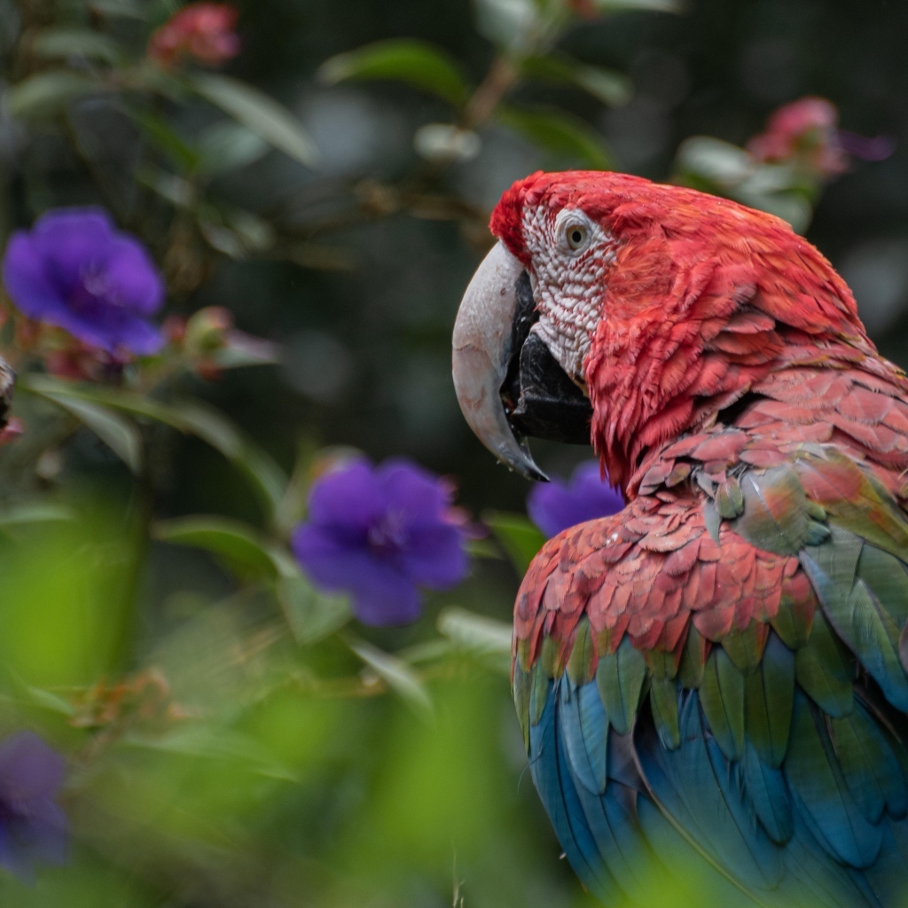 Большой разноцветный попугай ара на ветке 