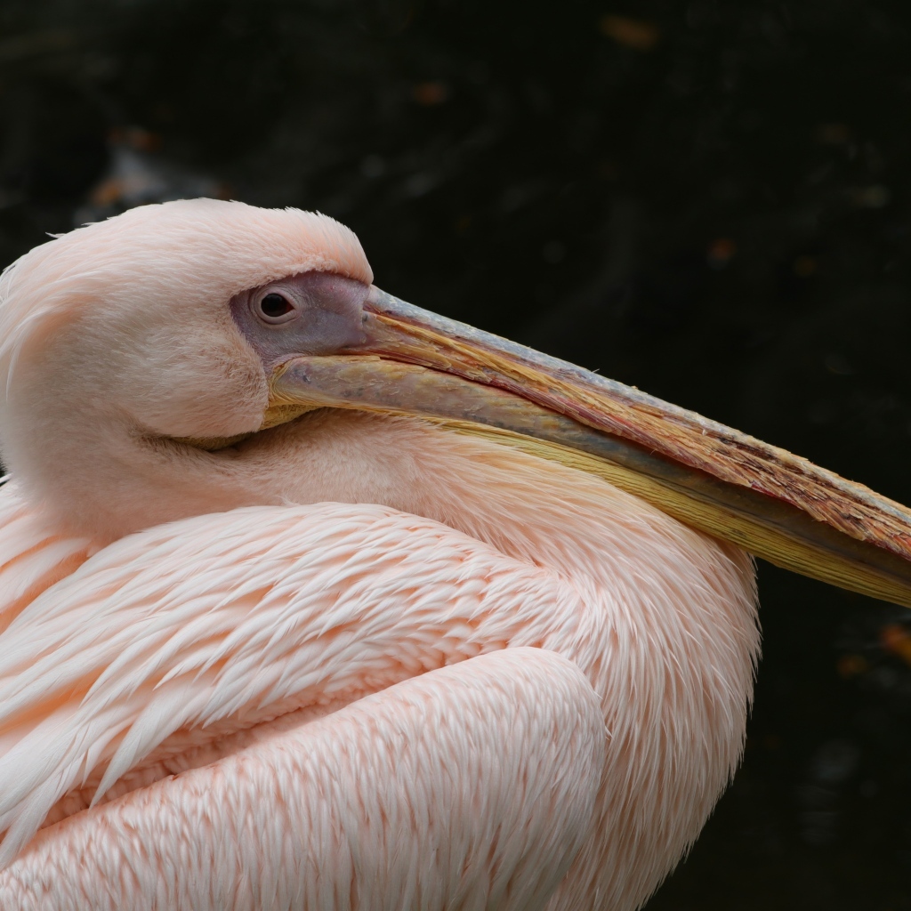 Большой розовый пеликан с острым клювом