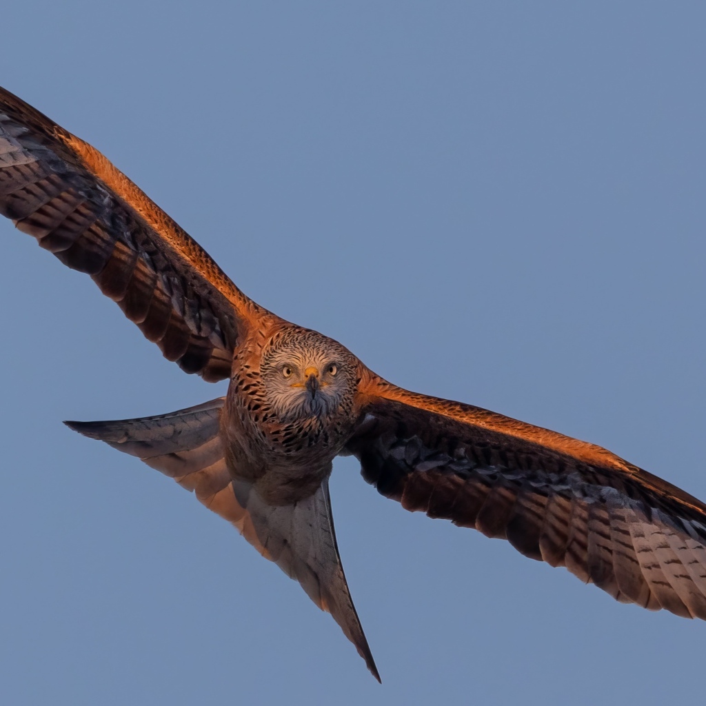 Большой хищный коршун в небе
