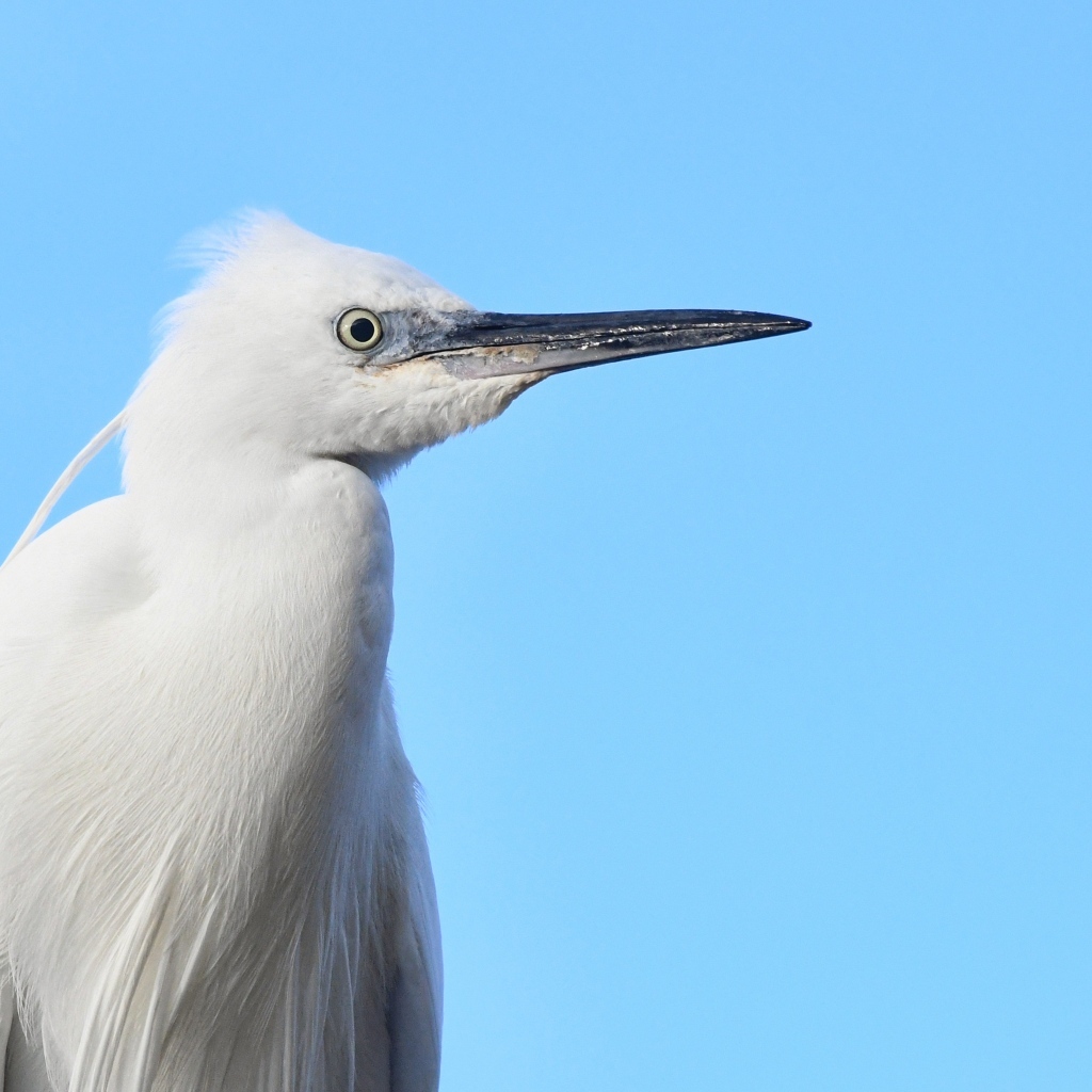 Большая белая птица с острым клювом на голубом фоне