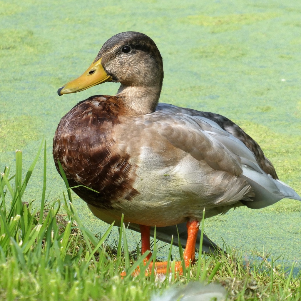 Большая дикая утка у покрытого тиной пруда