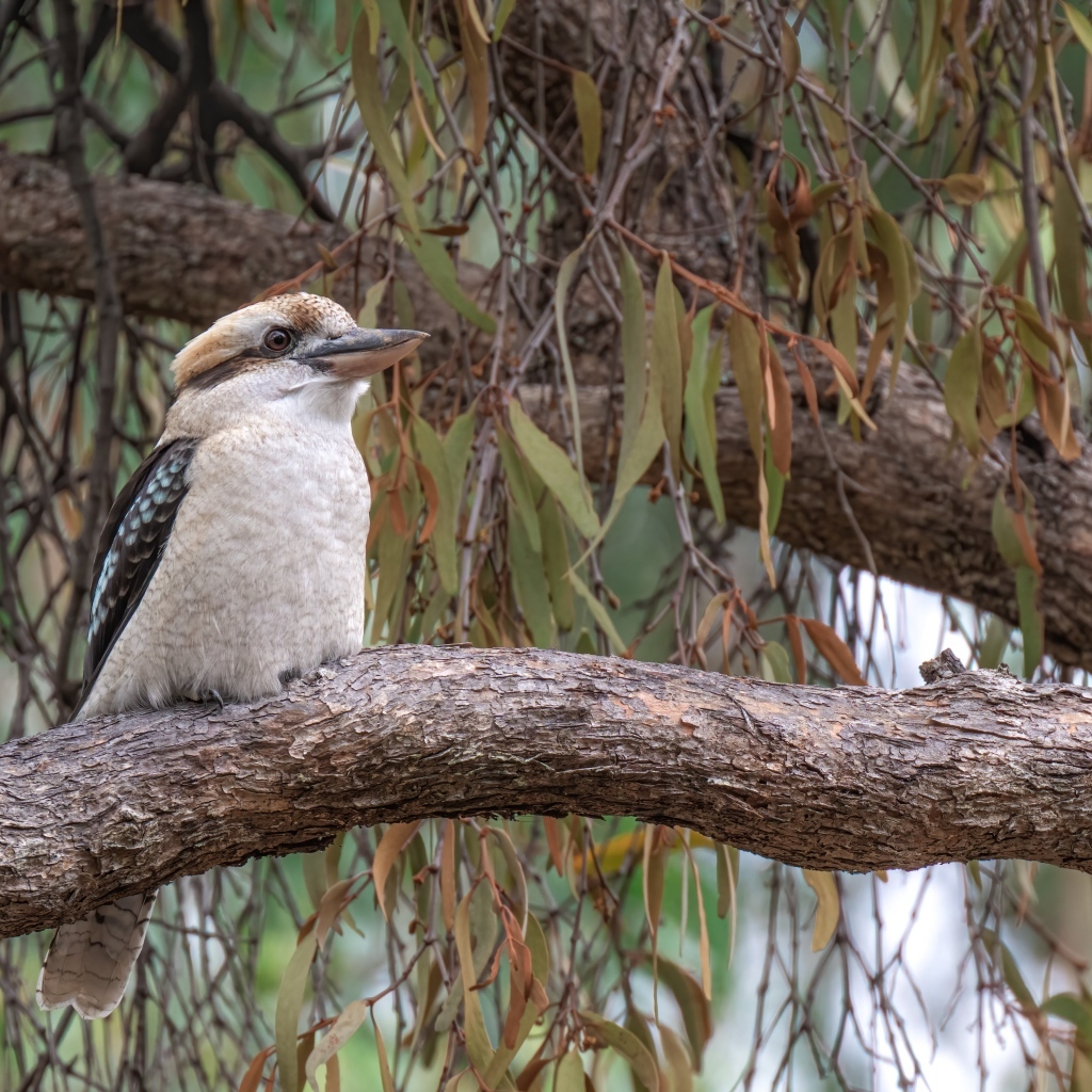 Птица смеющийся кукабарра сидит на ветке