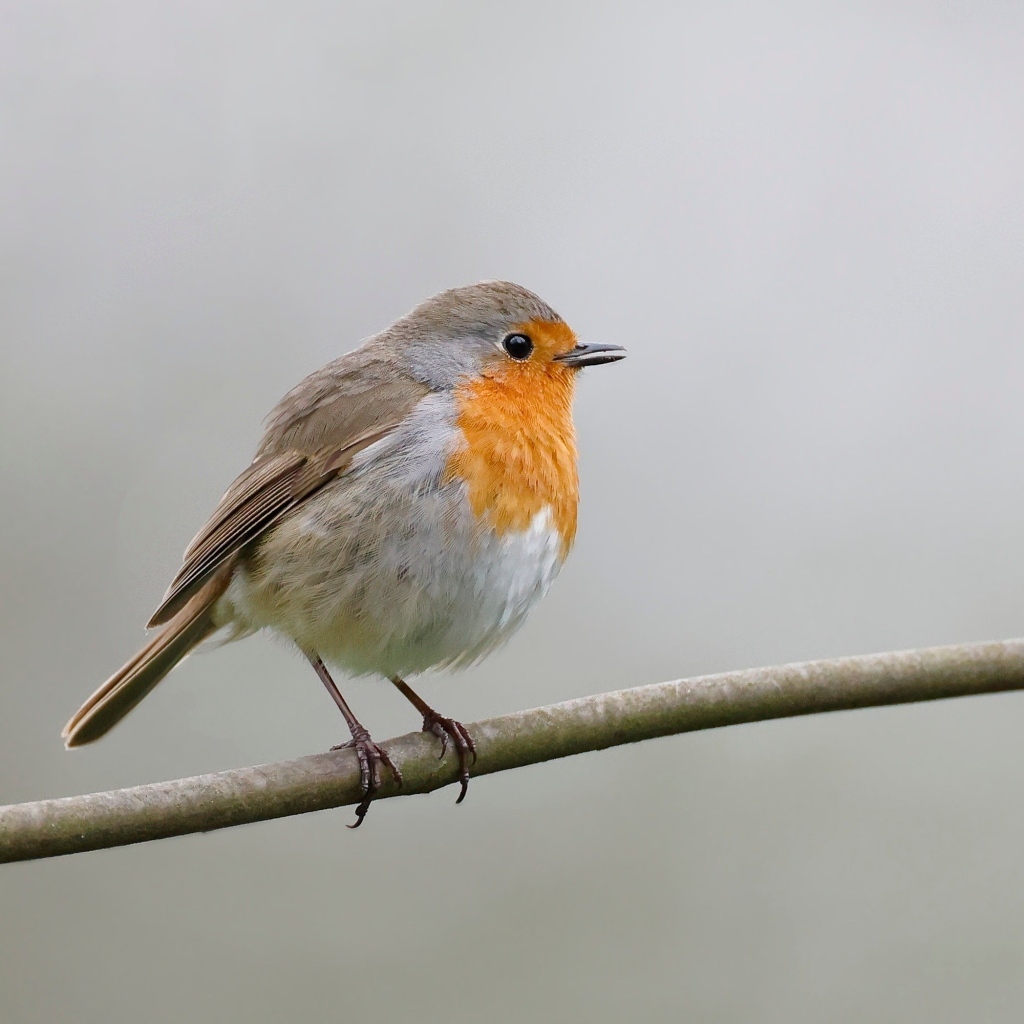 Маленькая европейская малиновка сидит на ветке