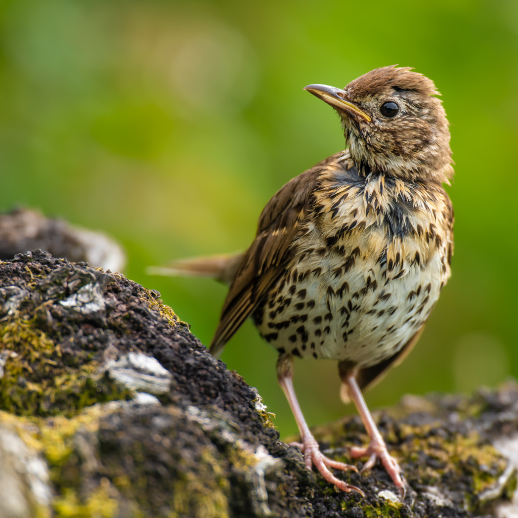 Маленький Певчий дрозд сидит на камне