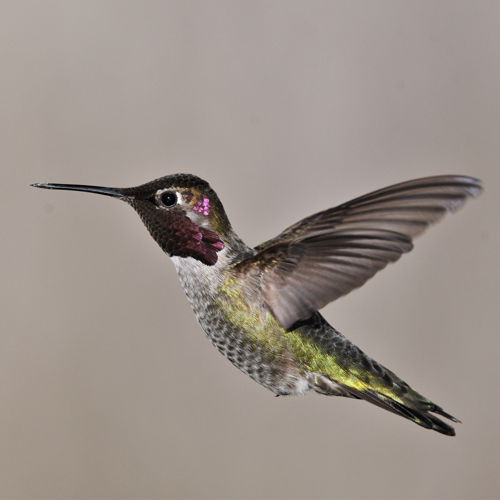 Маленькая птица колибри крупным планом