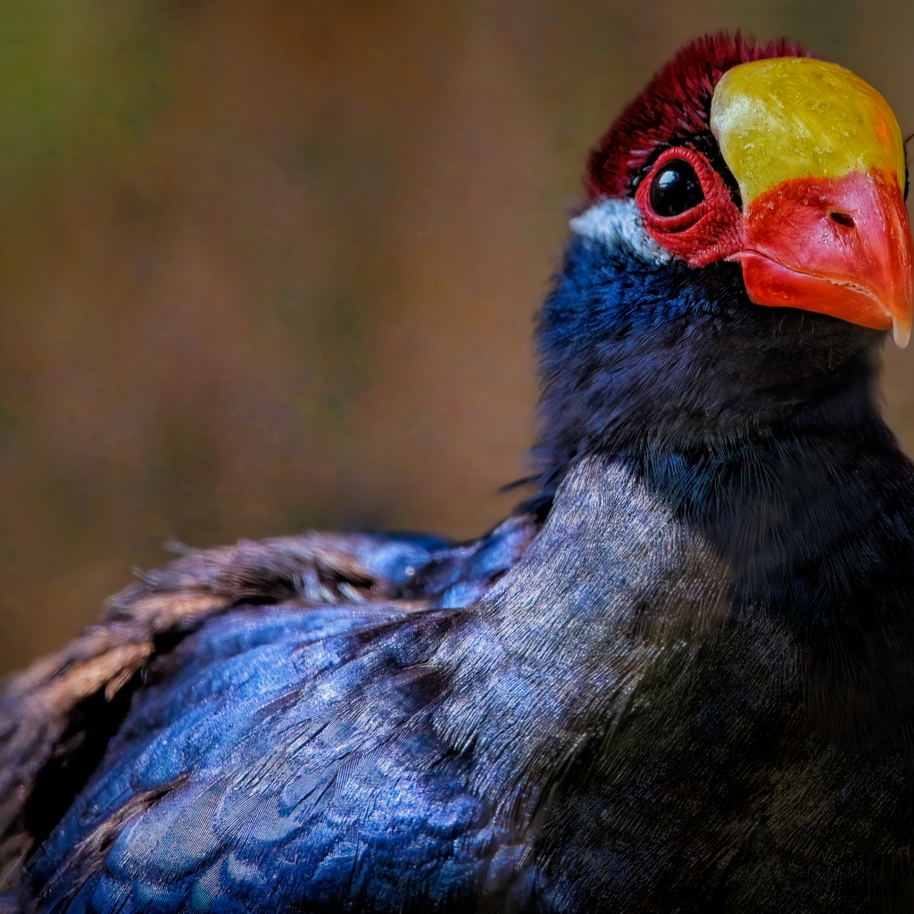 Маленькая птица фиолетовый турако