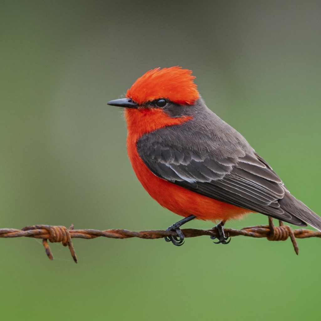 Маленькая птица алая мухоловка сидит на проволоке