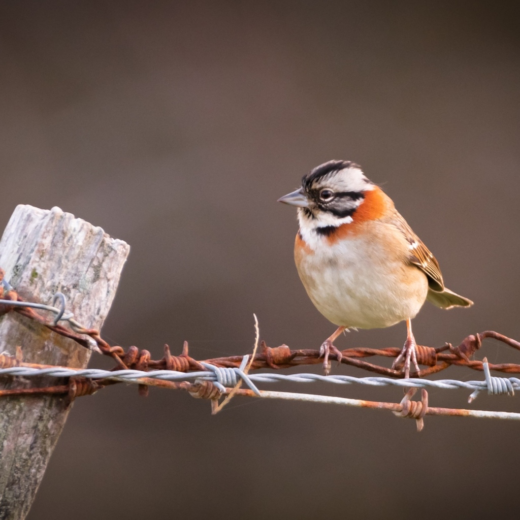 Маленькая птичка сидит на колючей проволоке