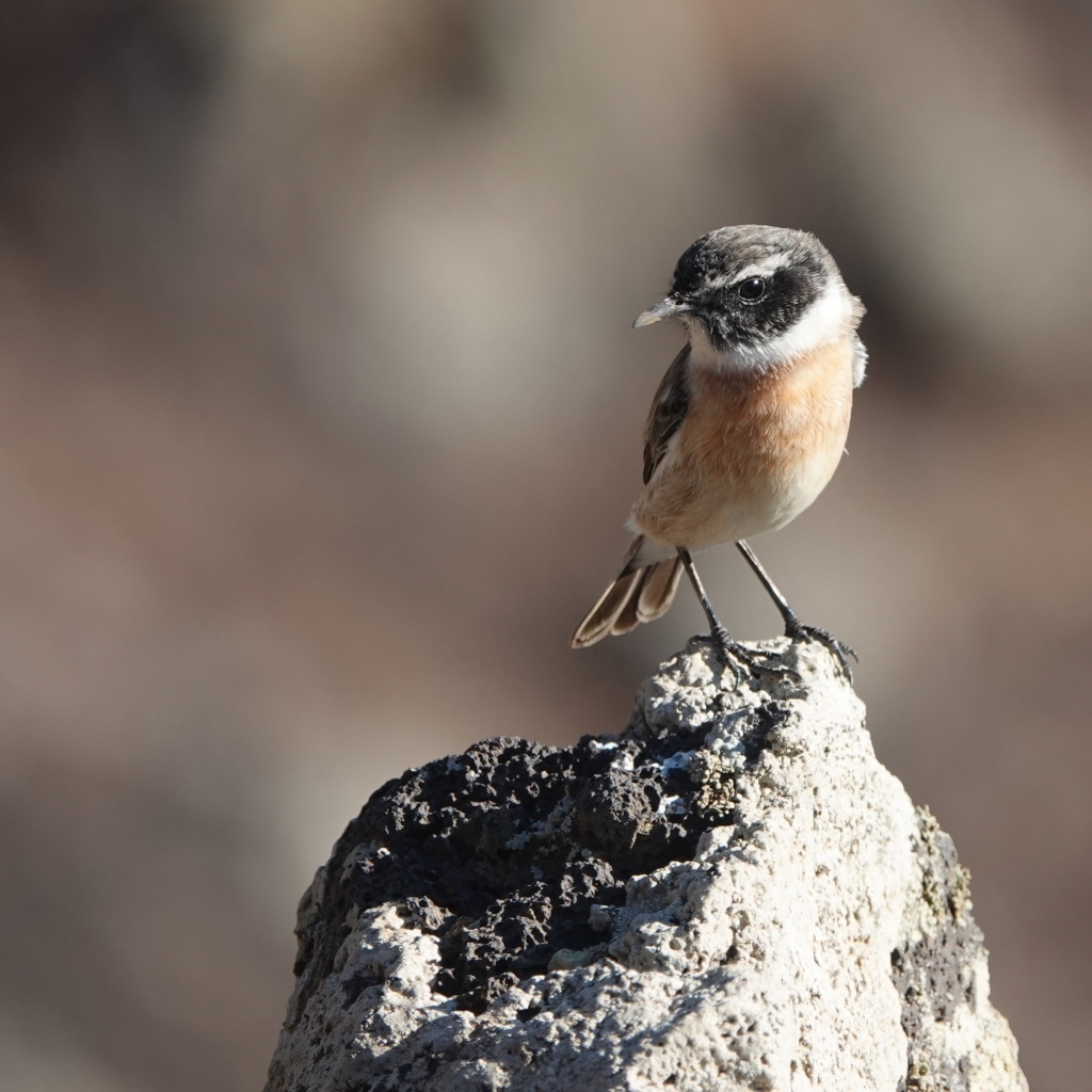Маленькая птица сидит на камне
