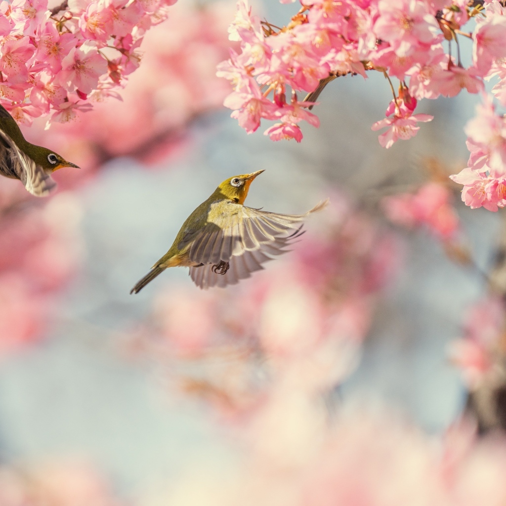 Маленькие птицы кружат у розовых цветов