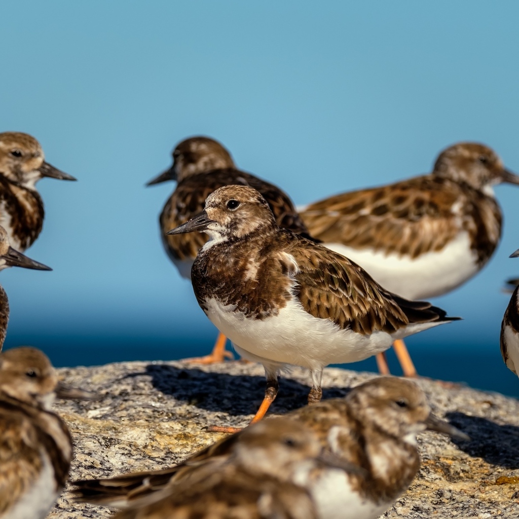 Маленькие птицы на камне у воды