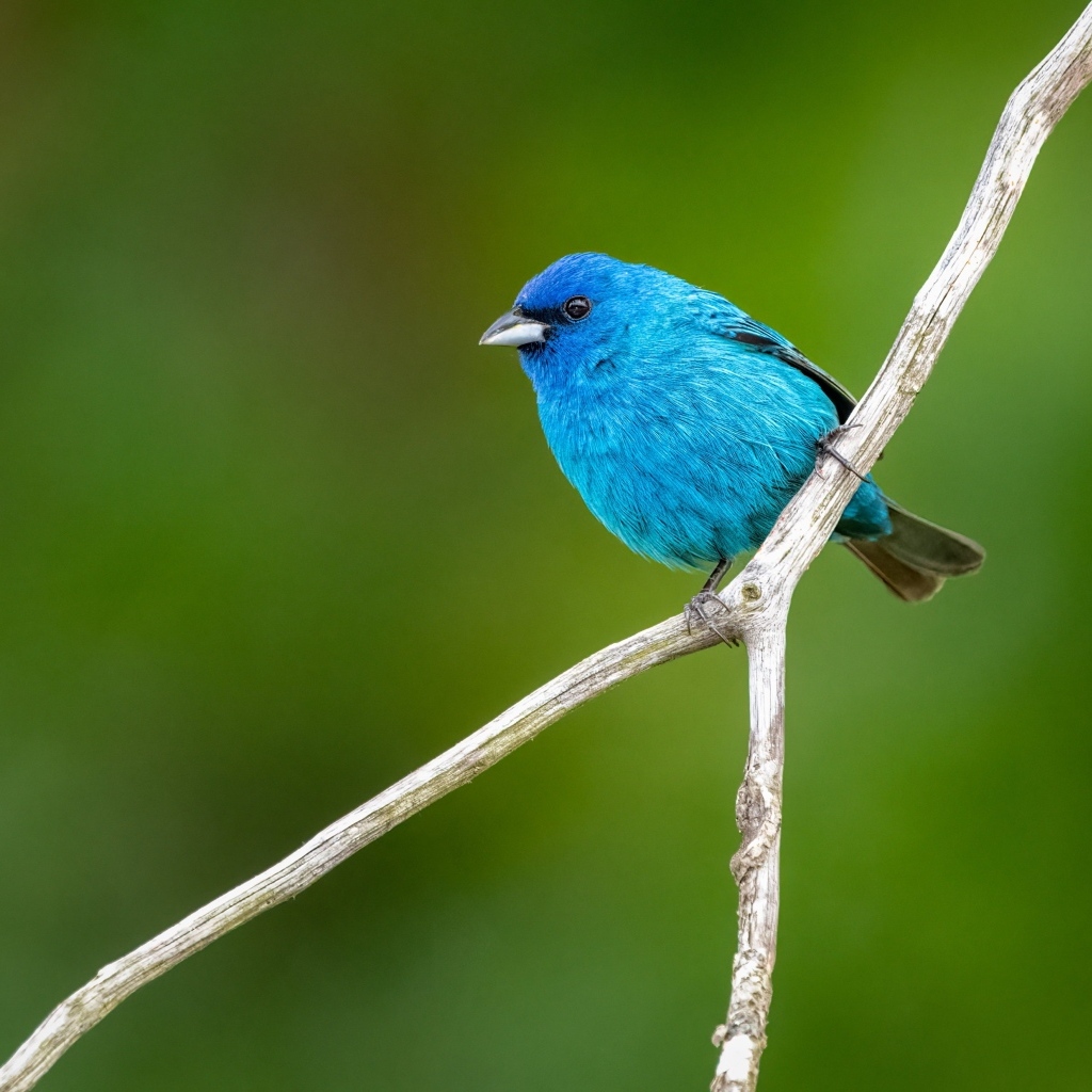 Маленькая голубая птичка сидит на ветке