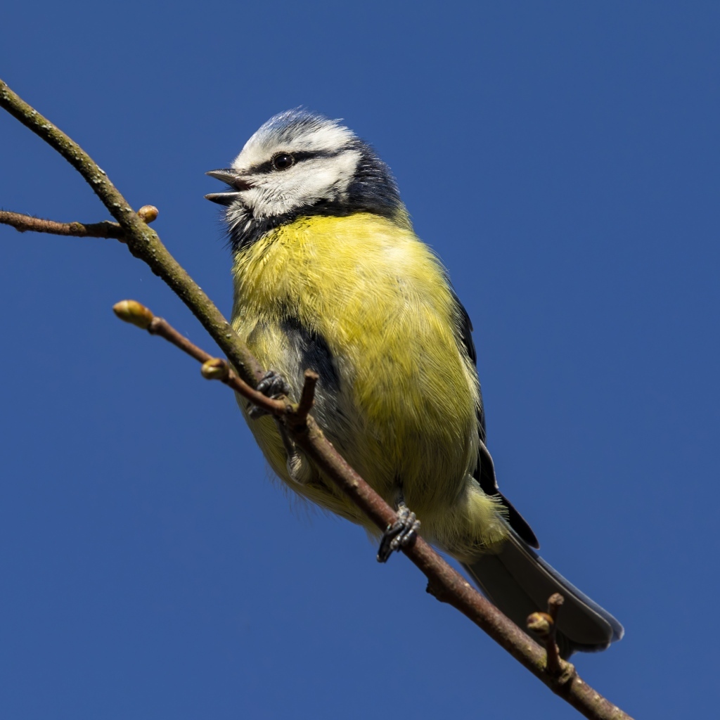 Маленькая птичка лазоревка на ветке дерева