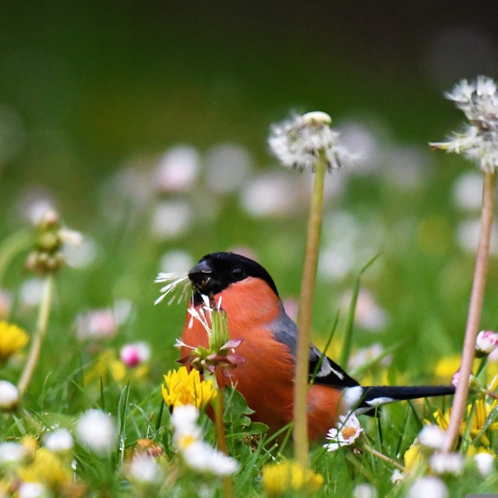 Маленький снегирь прячется в траве