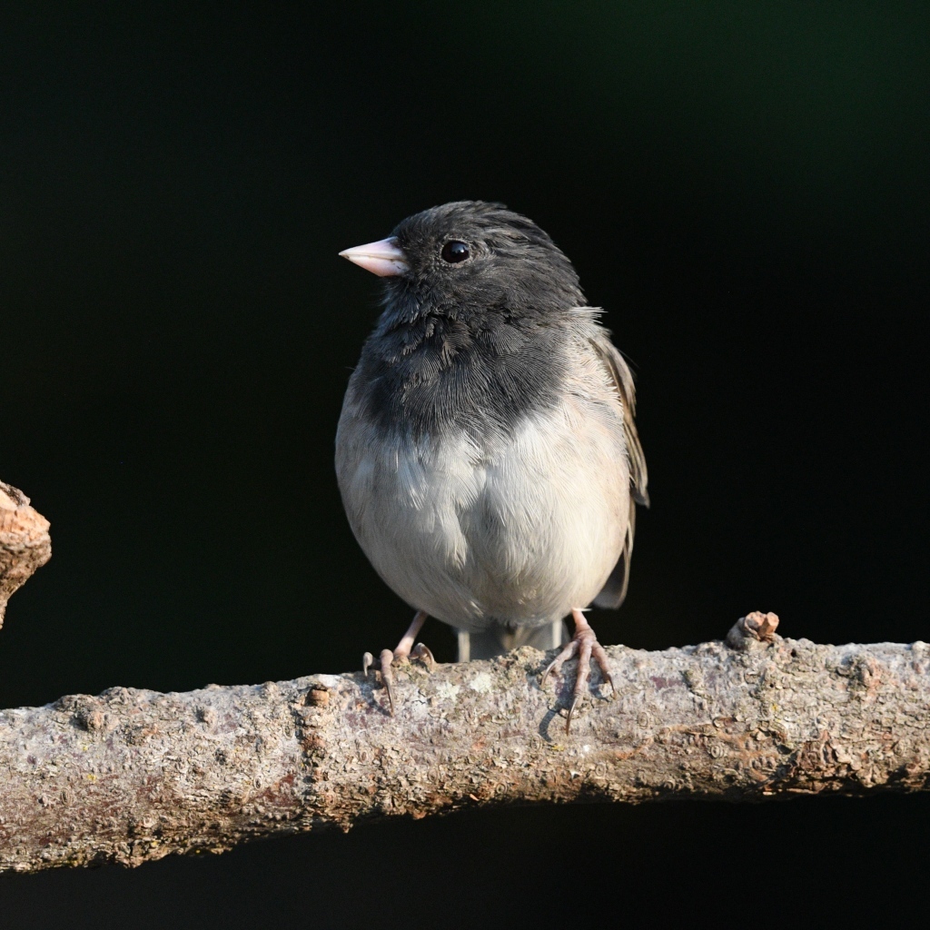 Маленький темноглазый юнко сидит на ветке дерева