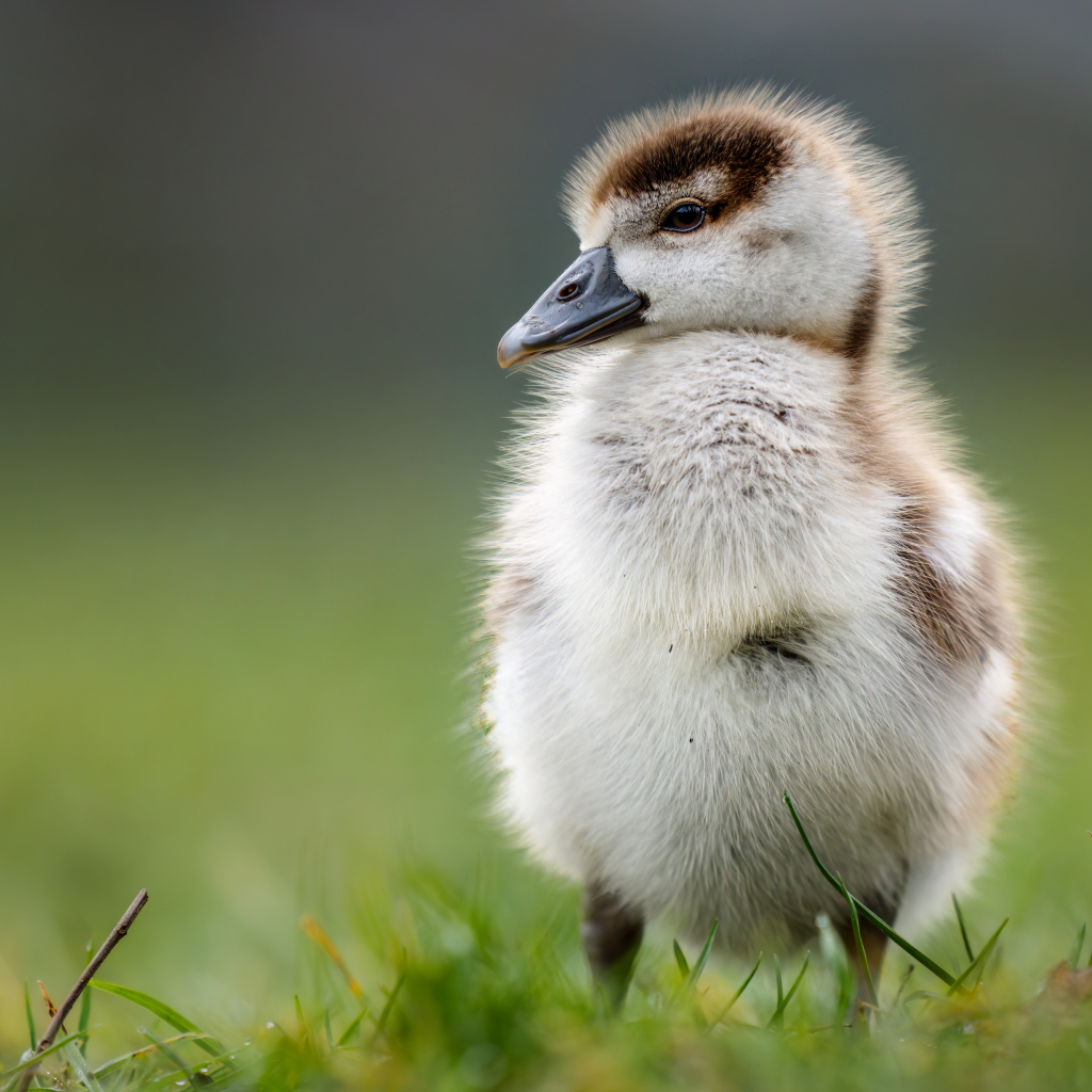 Маленький утенок стоит на зеленой траве