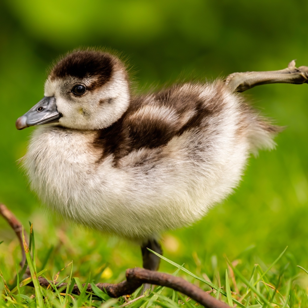Маленький утенок разминает лапки