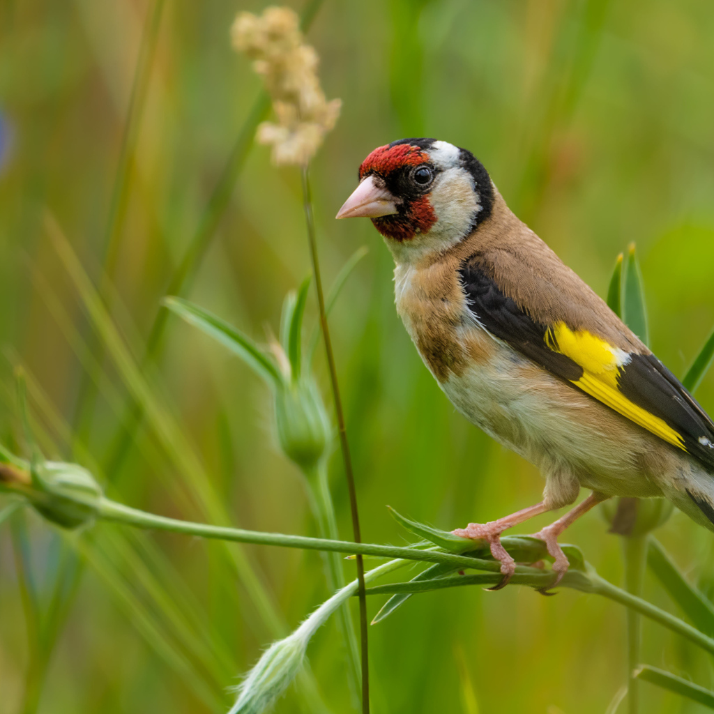 Маленький щегол сидит на траве