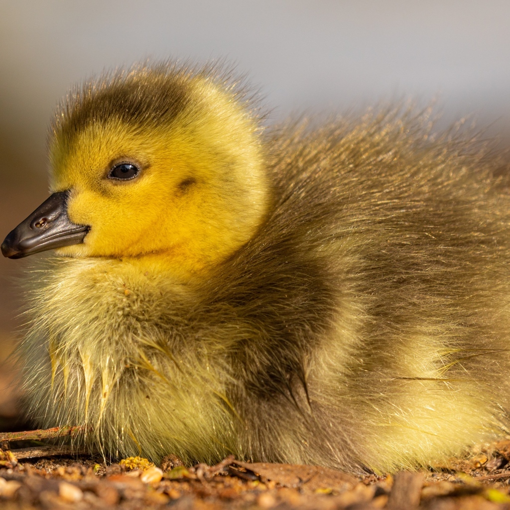 Маленький гусенок лежит на земле