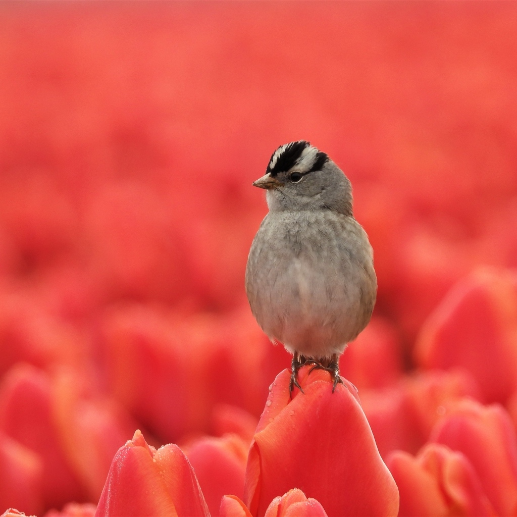 Маленькая серая птичка сидит на тюльпане
