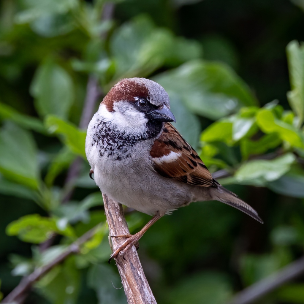 Маленький серый воробей сидит на ветке