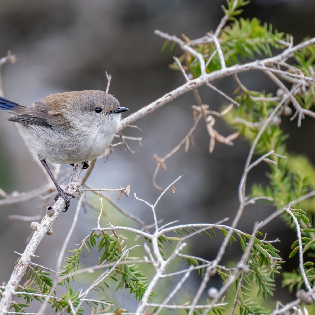 Маленькая серая птичка крапивник