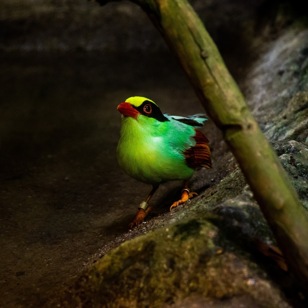 Маленькая зеленая птица на камне