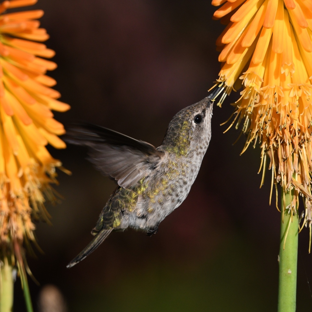 Маленькая птица колибри собирает нектар на оранжевом цветке