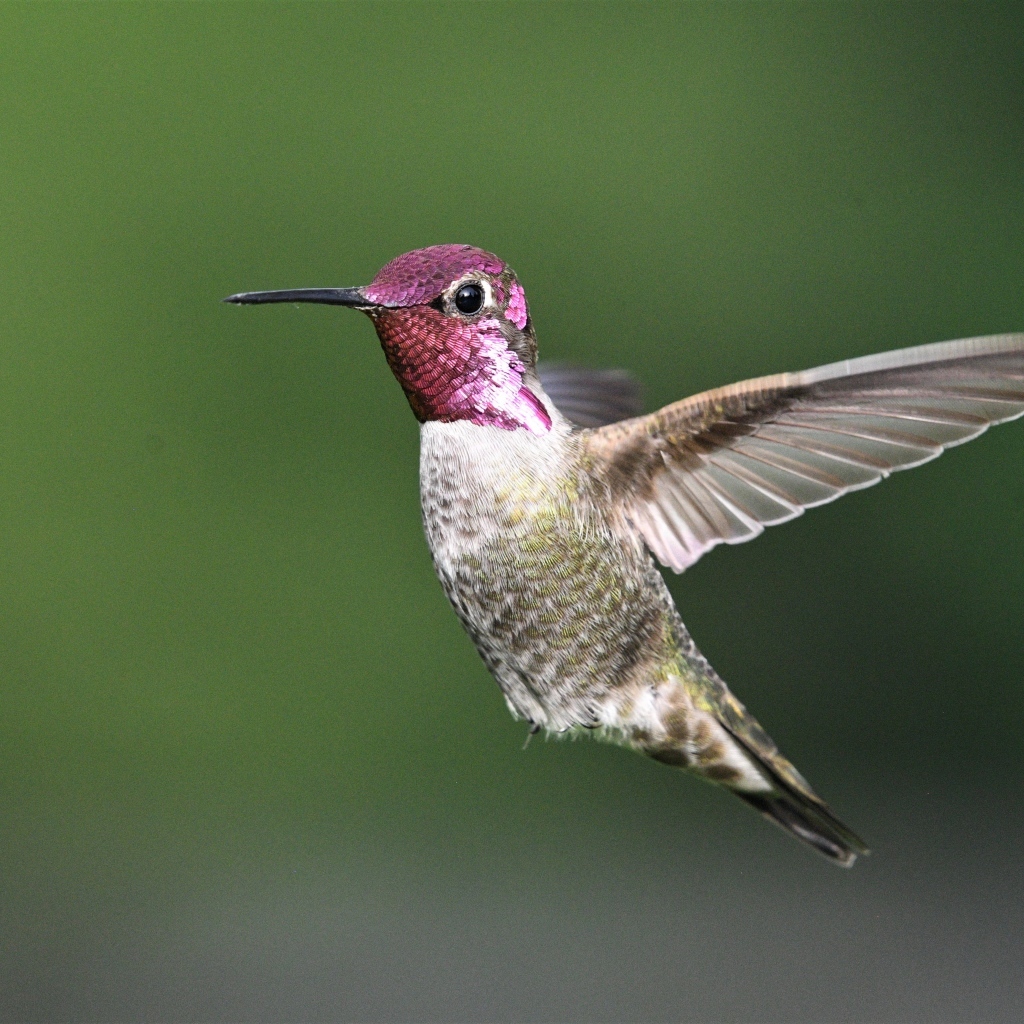 Маленькая птица колибри с розовой головой