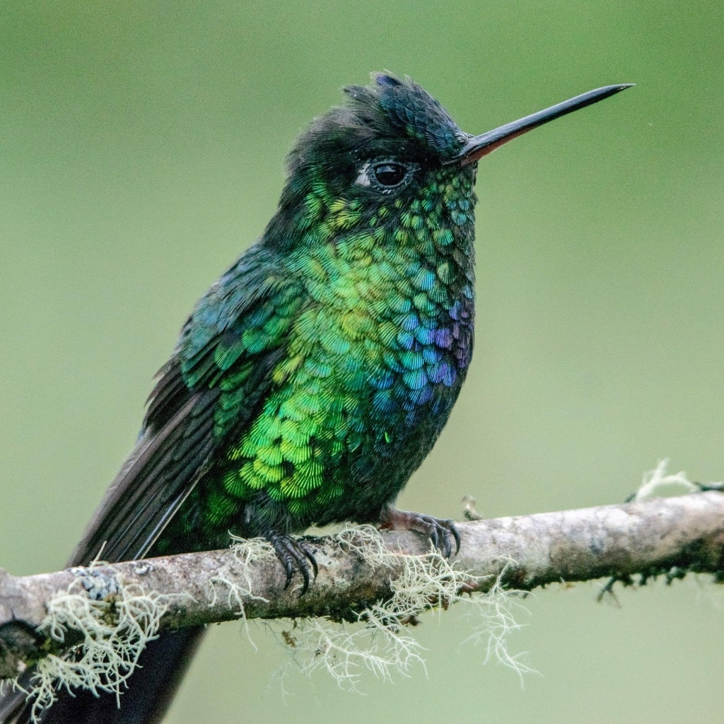 Маленькая птица зимородок на ветке