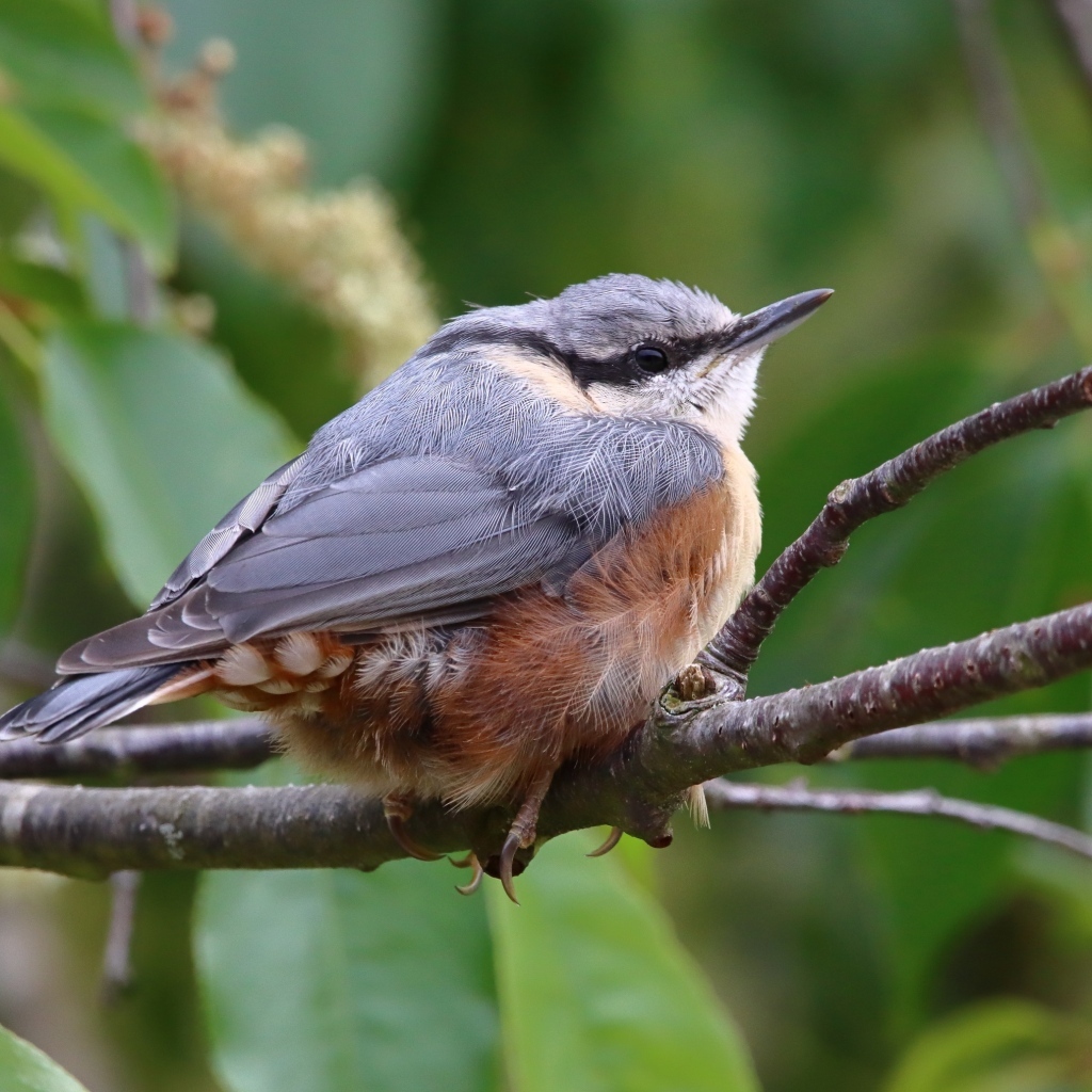 Маленькая птичка поползень сидит на ветке