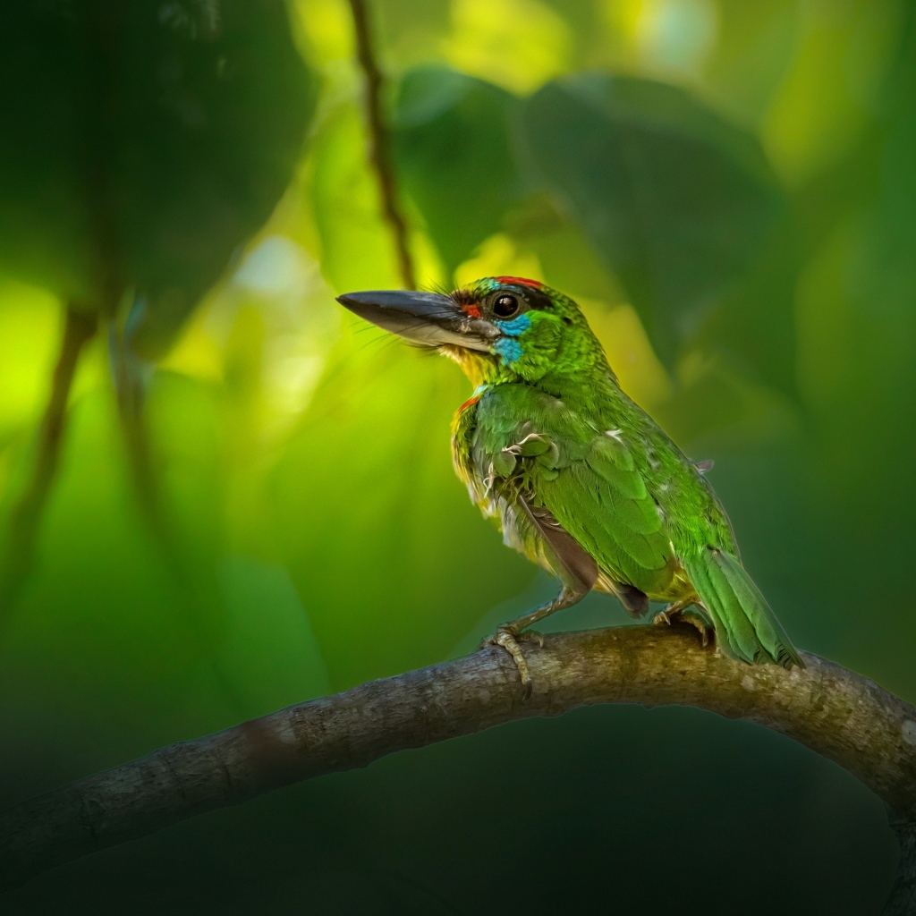 Маленький краснозобый барбет сидит на ветке 