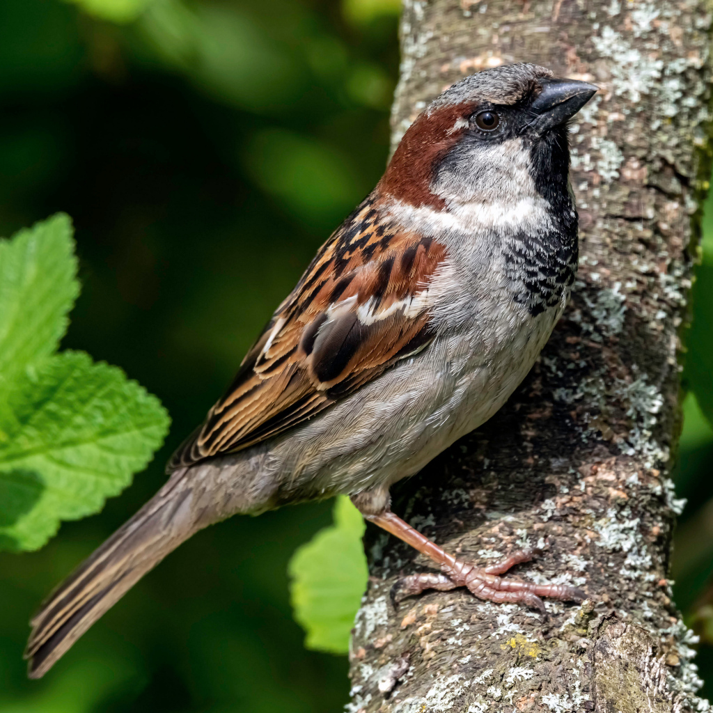 Маленький воробей сидит на дереве