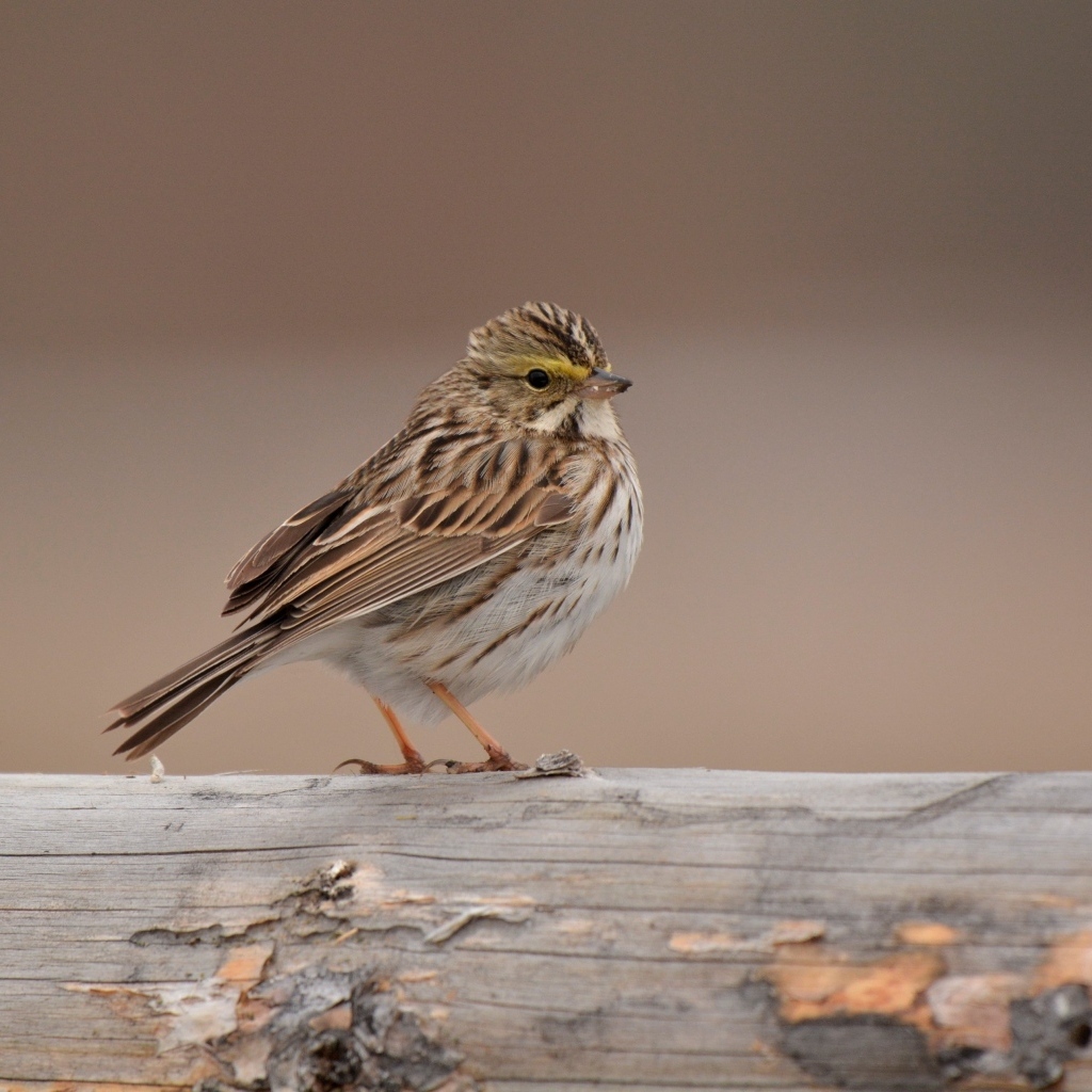 Маленький воробей сидит на столбе