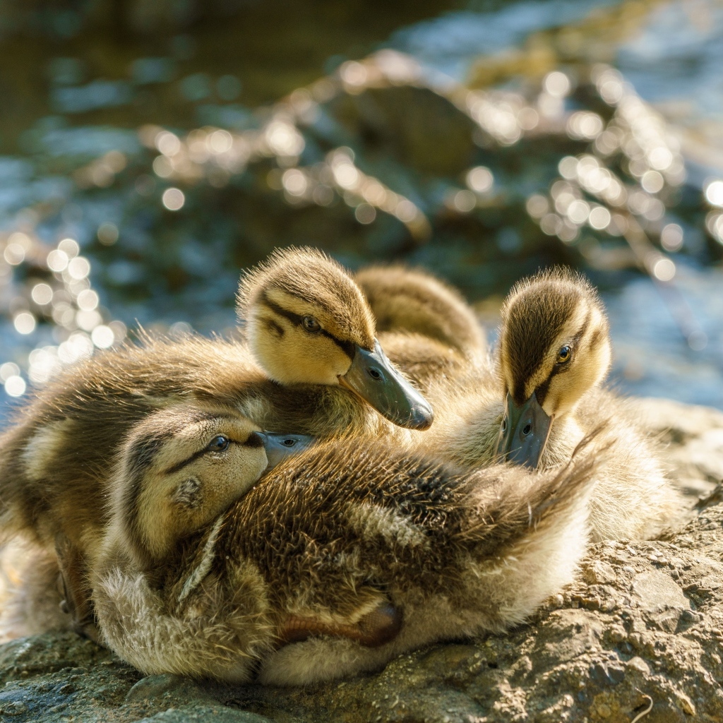 Маленькие птенцы лебедя на берегу