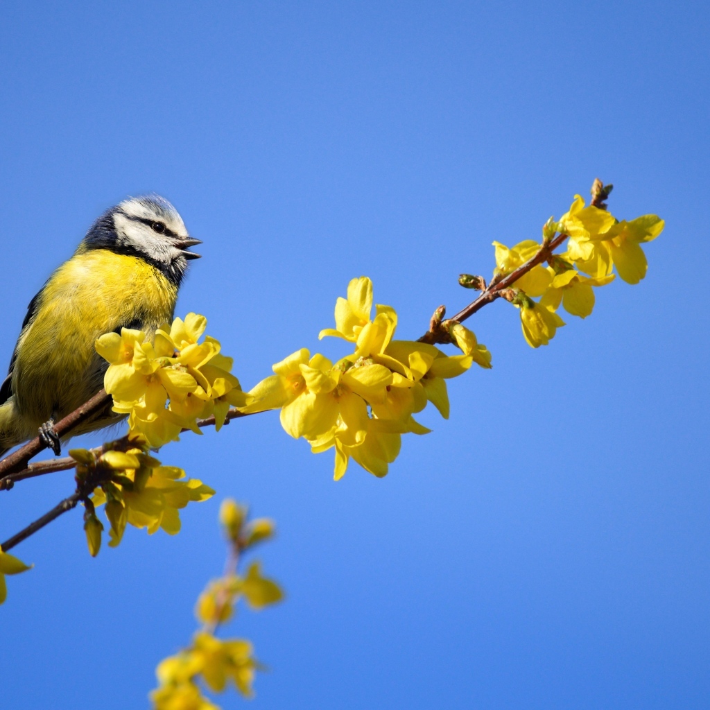 Маленькая синица сидит на ветке с желтыми цветами