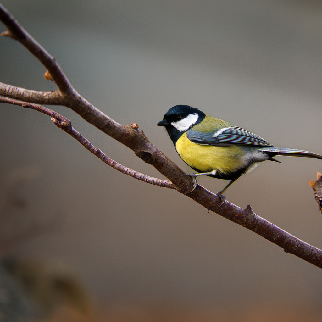 Маленькая синица сидит на ветке дерева 