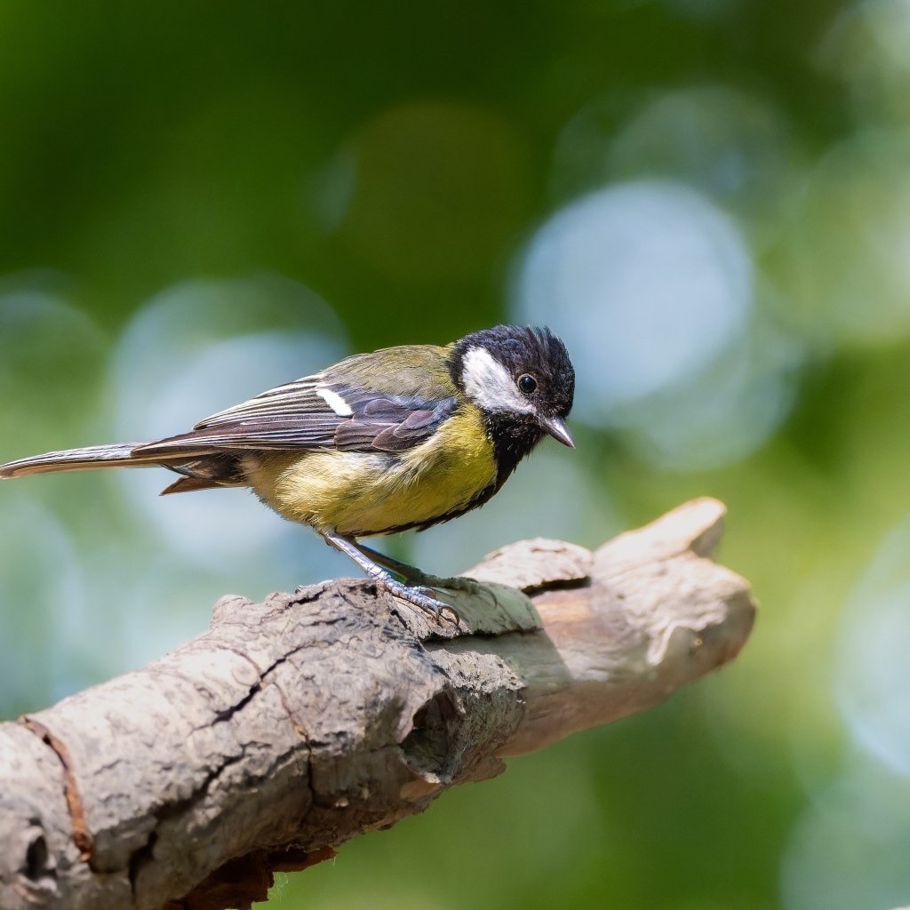 Маленькая синица сидит на ветке дерева
