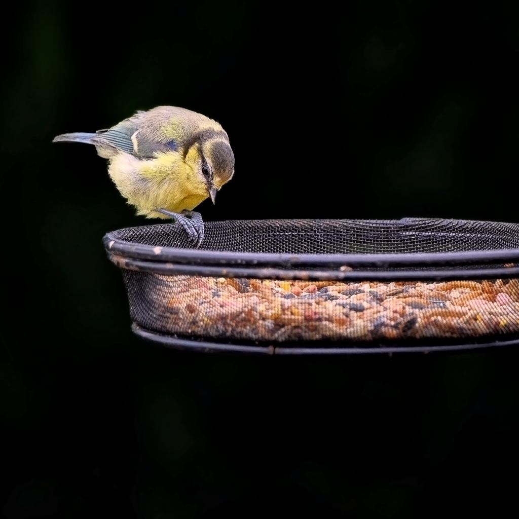 Маленькая синичка ест корм с кормушки