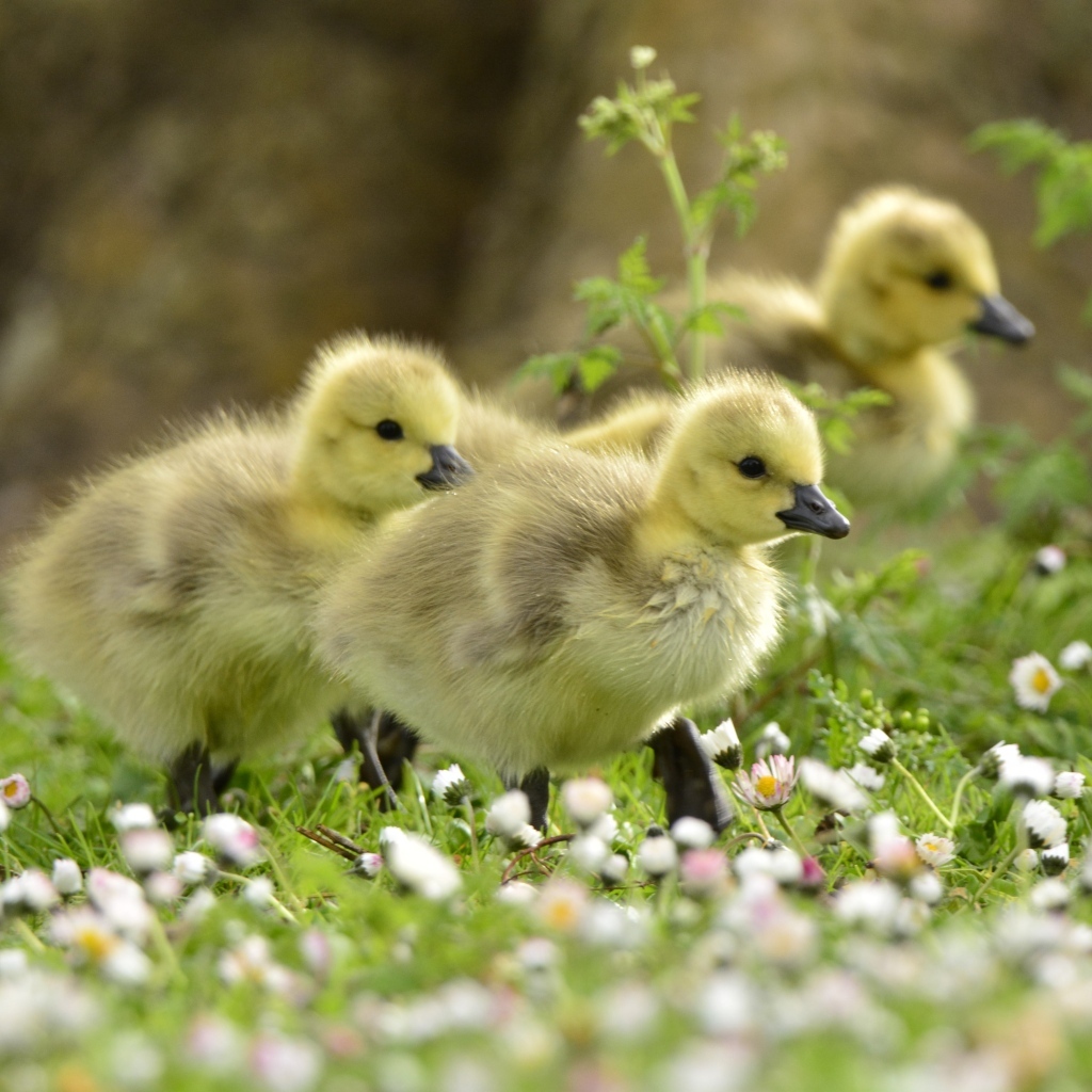 Маленькие желтые утята на траве с цветами