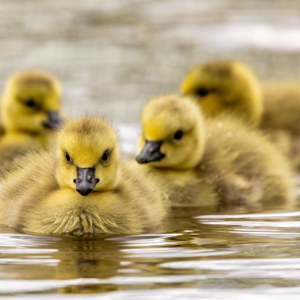 Маленькие желтые гусята в воде 