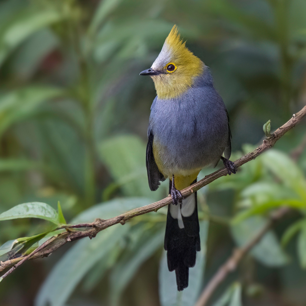 Длиннохвостый шёлковый свиристель сидит на ветке