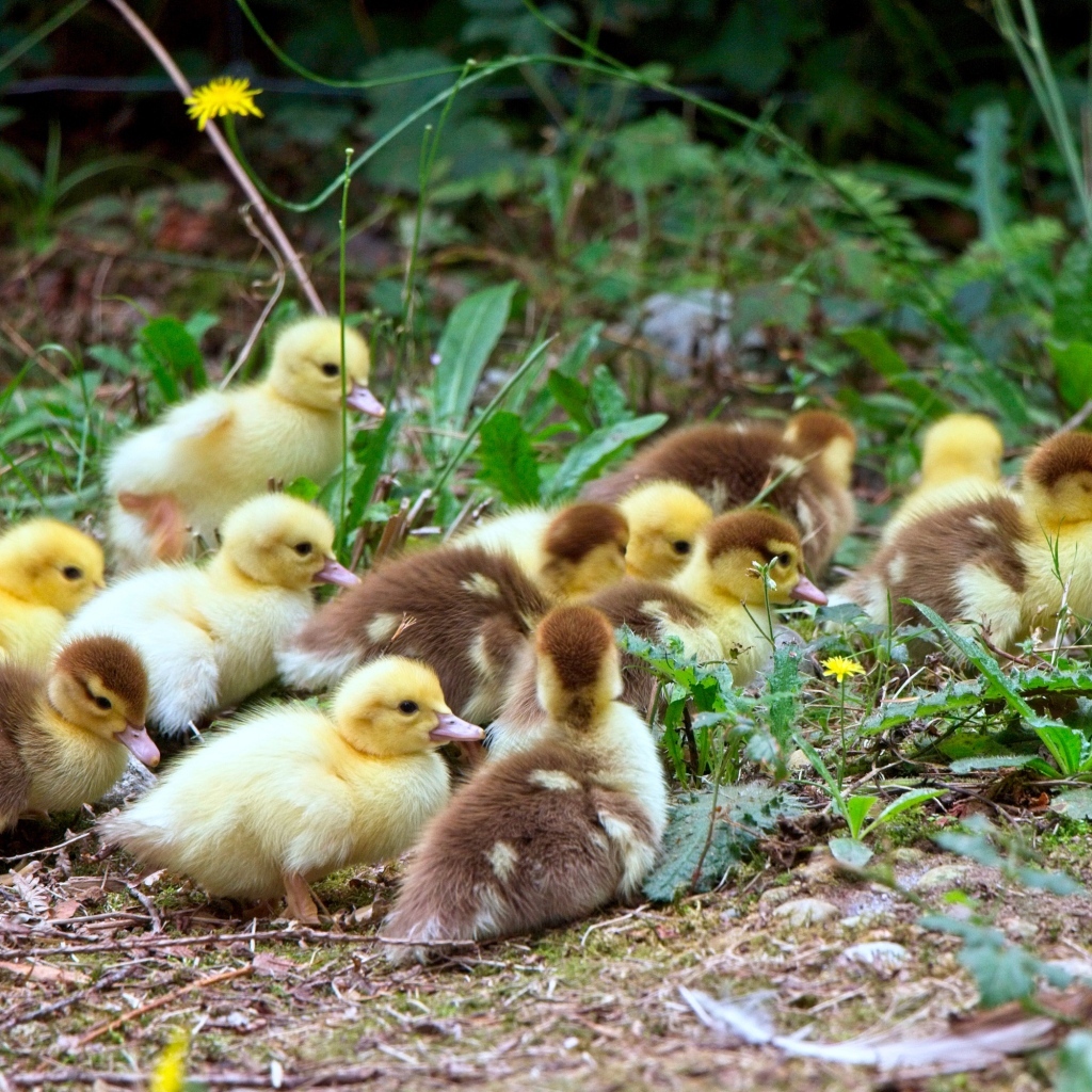 Много маленьких милых утят