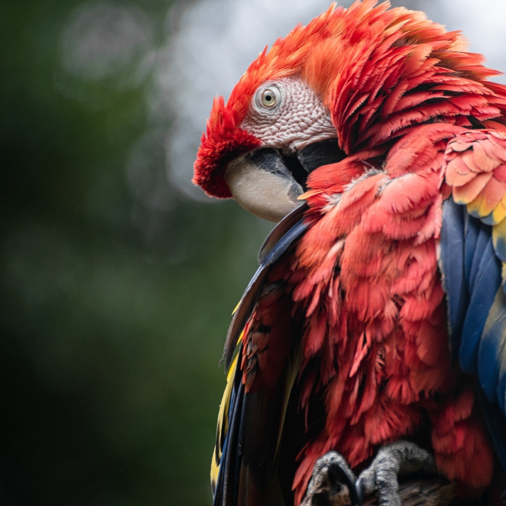Попугай ара чистит перья