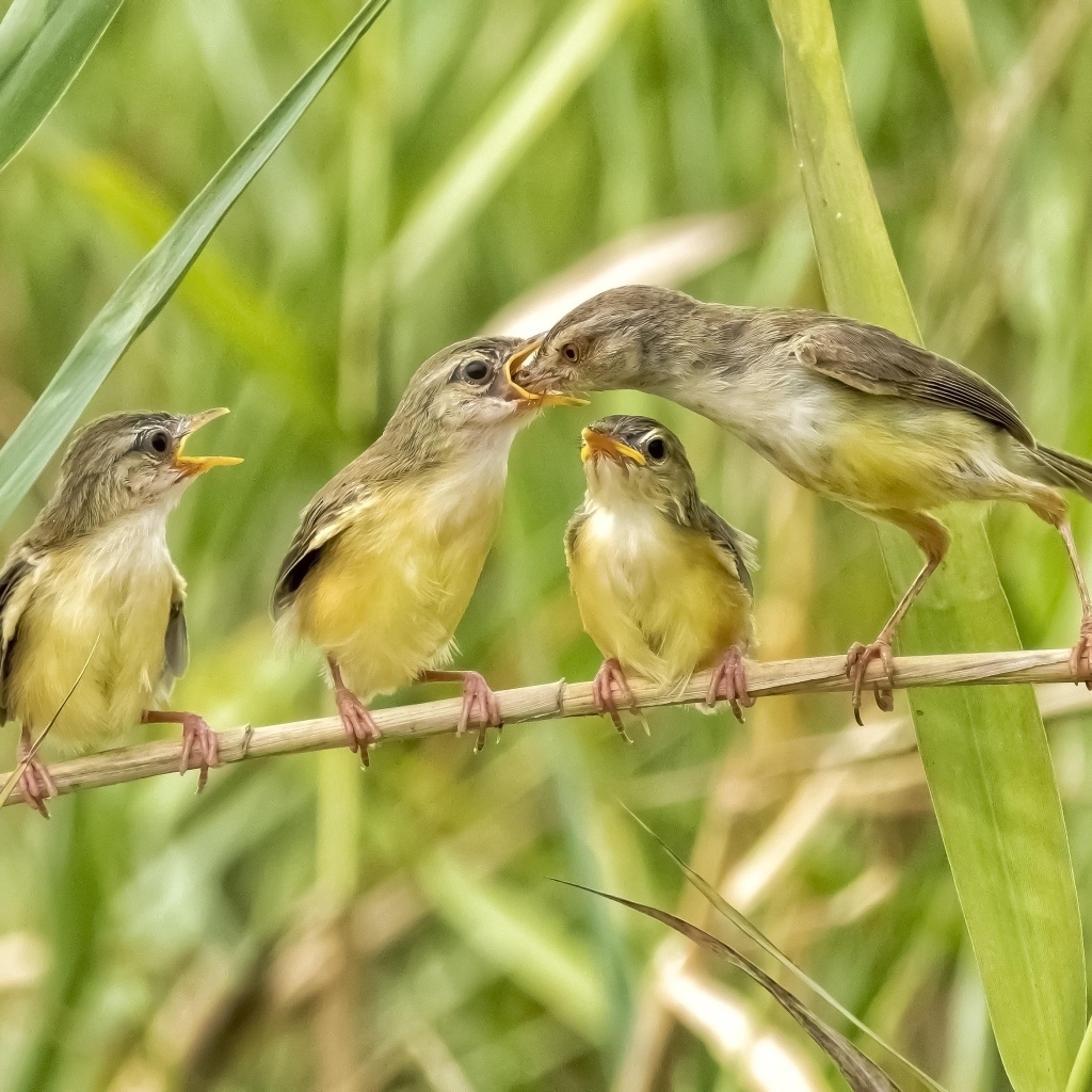 Мама кормит птенцов в камышах