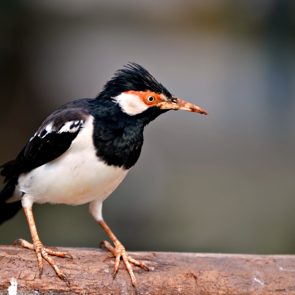 Птица Майна сидит на ветке 